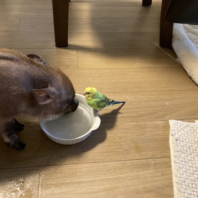 ぽんぽよぽんのカバー写真