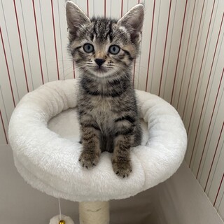 11/19トニャリエ譲渡会★ハイパーあまえっこ