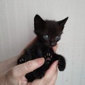 子猫の黒猫ちゃんです