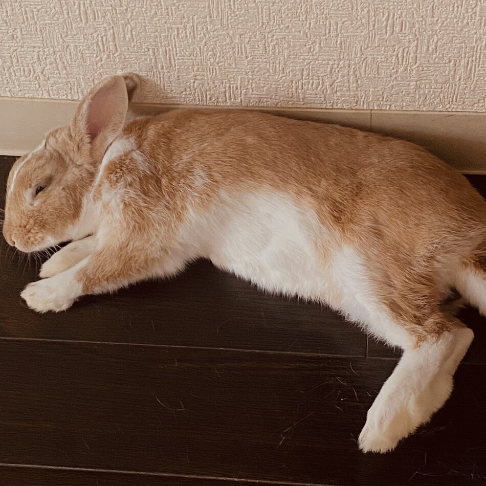 タピオカのカバー写真