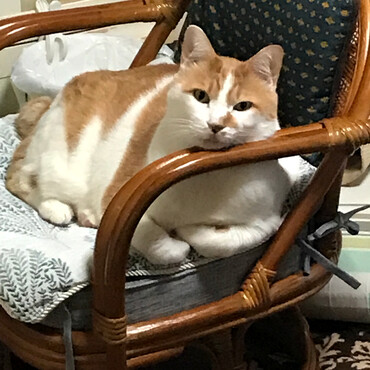 王様ちび