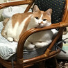 王様ちび