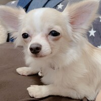 掌祐(しょうゆ)