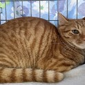 猫が大好き茶トラ男子　ぴーや♡