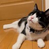 元気いっぱい！愛嬌たっぷり愛おしい男の子です。 サムネイル2