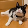 元気いっぱい！愛嬌たっぷり愛おしい男の子です。 サムネイル3