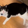 元気いっぱい！愛嬌たっぷり愛おしい男の子です。 サムネイル4