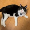 元気いっぱい！愛嬌たっぷり愛おしい男の子です。 サムネイル5