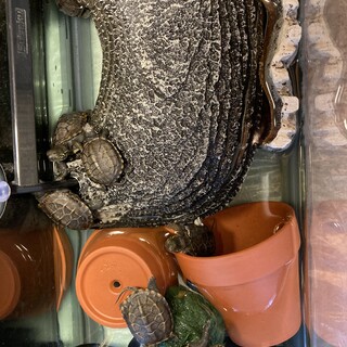 クサガメの子供　9月生まれ