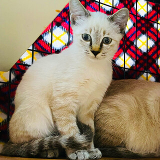 大人しい子猫【シャムMIX】ブルーの瞳と美しい被毛