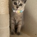 ①アリス　6ヶ月　パステルサビ　メス　元気いっぱい