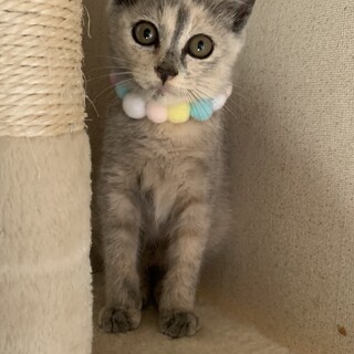 ①アリス　6ヶ月　パステルサビ　メス　元気いっぱい