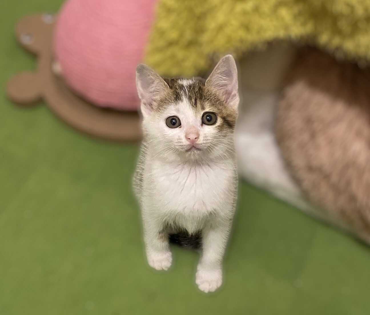 ４・茨城県・保護猫ファミリー・羅皇ザ・スイート 先行予約 6月中旬から順次配送】すいか 羅皇 ザ・スイート 3L（1