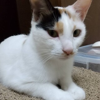 美人な三毛ちゃん♀人懐こくてめちゃ可愛い！