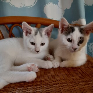 子猫たちです。