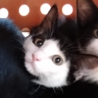 前髪パッツン美女のみかんちゃん