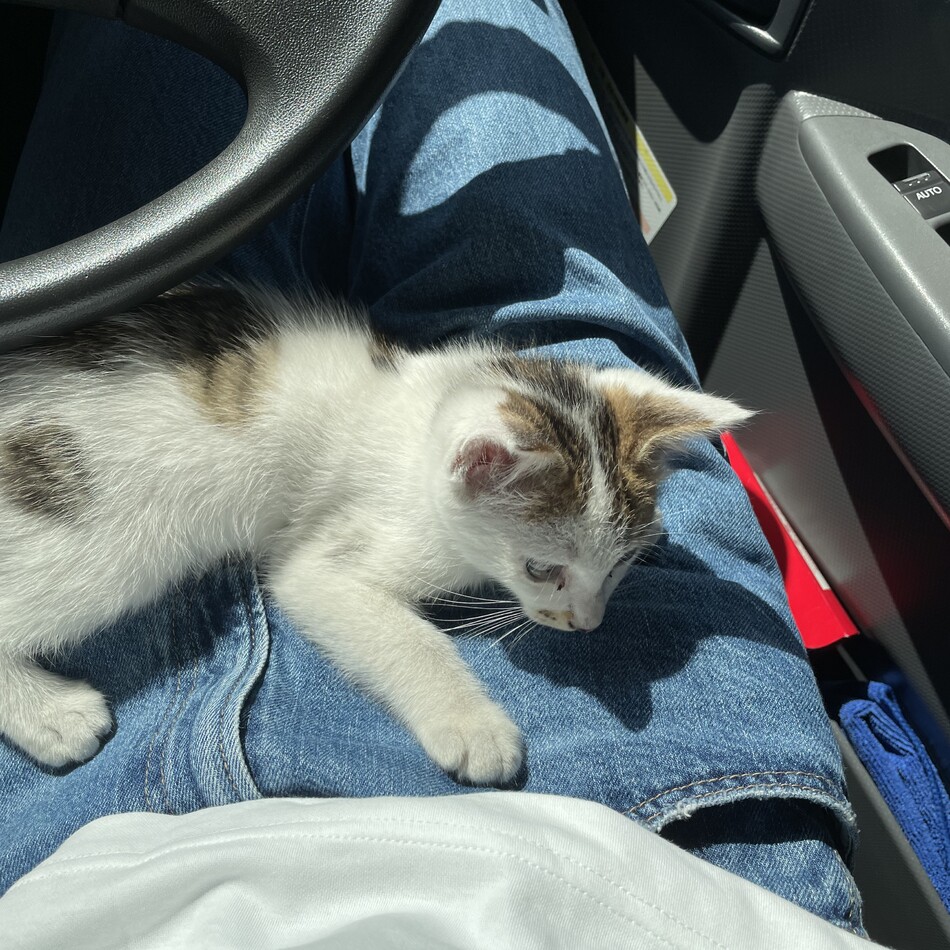 プリンのカバー写真