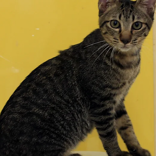 キジトラ｢4s82｣ 