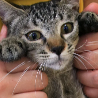 キジトラ｢4s83｣ 