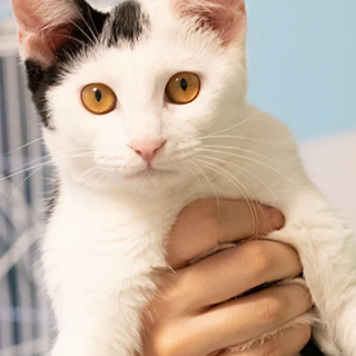 ぶち猫｢キュア｣ 4ss2