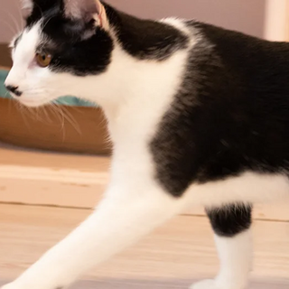 ぶち猫｢チェス｣4ss4