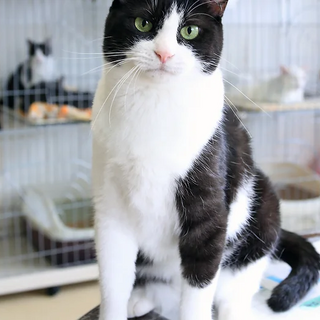 ぶち猫｢のあん｣ 北名22