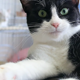 ぶち猫｢いし｣ 北名23