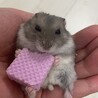 おのののま