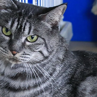 サバトラ｢そえ｣ 北名9