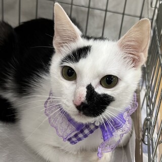 トライアル決定！個性的なお顔のアニマくん♡