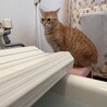 よどんさん