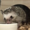 れんにゅう