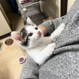 特徴的な見た目の黒白猫ちゃん」福島県 - 猫の里親募集(435964