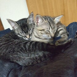 今日の子猫❤お気に入りの場所