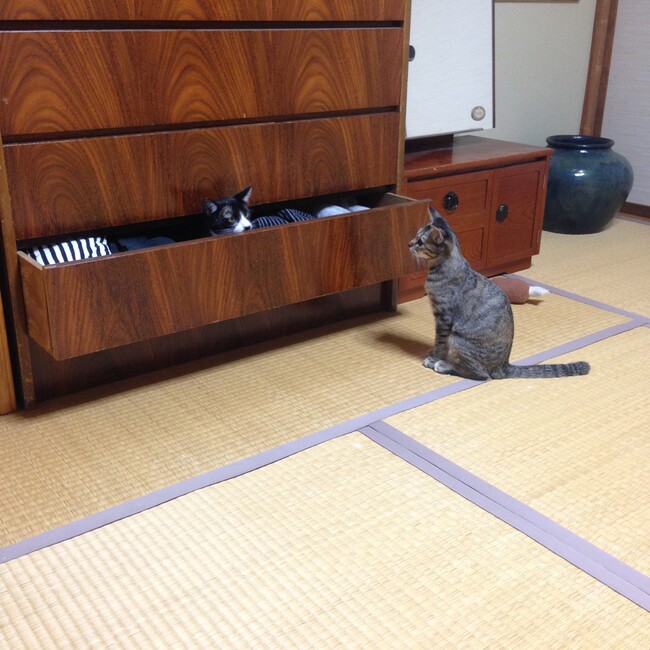カオニャオのカバー写真