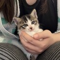 目がくりくり！端正なお顔の子猫ちゃん