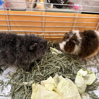 モルモット　２匹