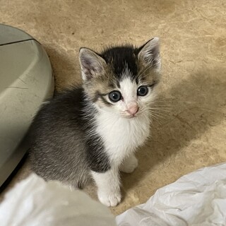 トラ柄のお上品な子猫ちゃ」福島県 - 猫の里親募集(435972