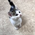 控えめだけど甘えん坊な子猫ちゃん