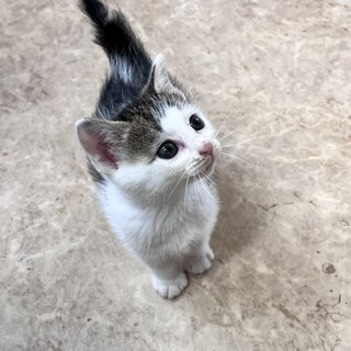 控えめだけど甘えん坊な子猫ちゃん