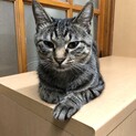 人懐っこいママさん猫