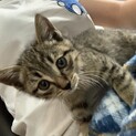 子猫の里親の方 募集しています！