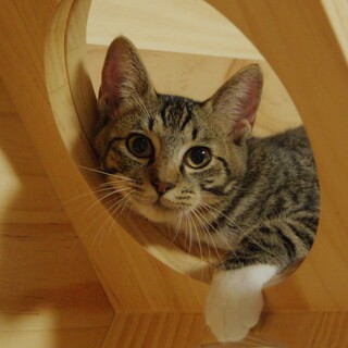 10/30譲渡会参加☆超絶甘えん坊な子猫ちゃん