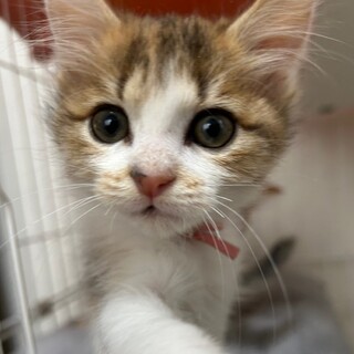 募集停止　白多め長毛⭐︎美女子もも