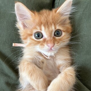 募集停止　トラ美女子⭐︎みかん