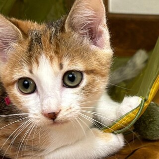 募集停止⭐︎みけ女子いちご