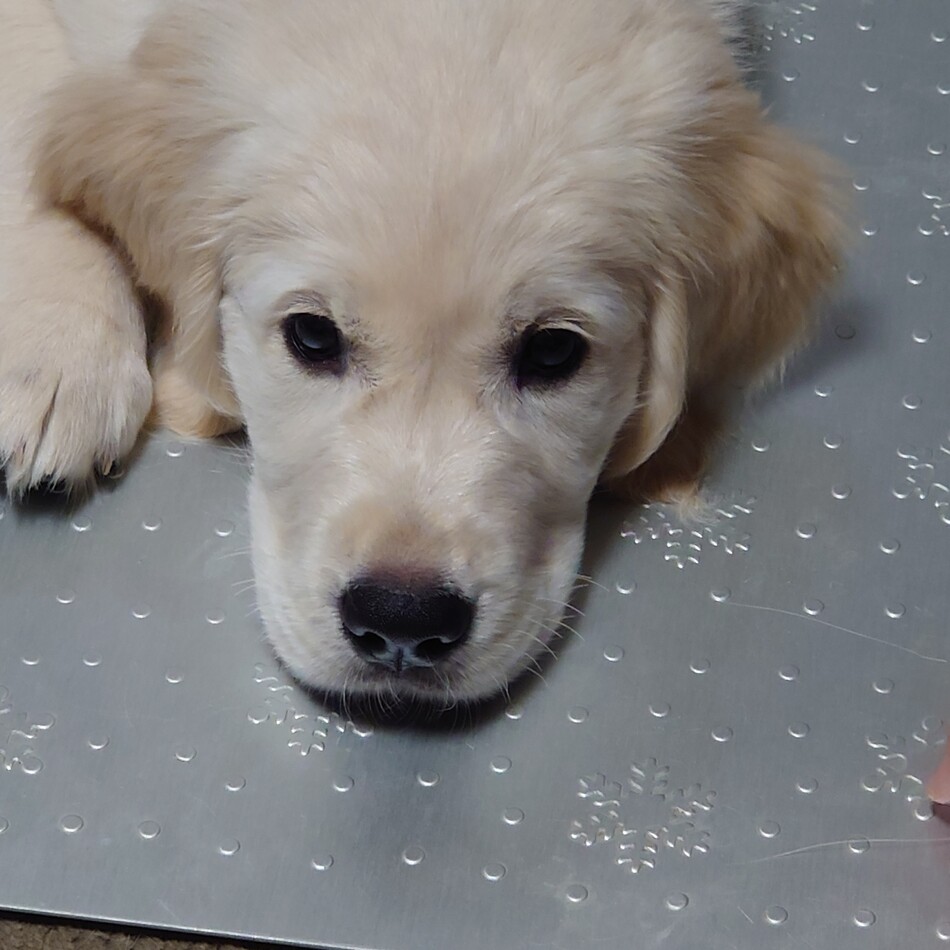 リズムのカバー写真