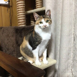 とっても可愛い三毛ちゃん