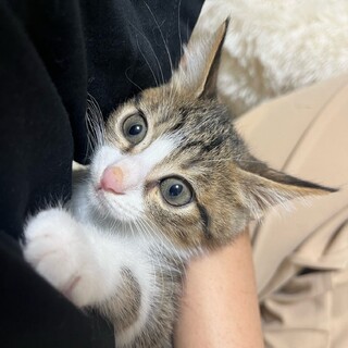 兄妹で素敵な家族ができました☆つばさくん