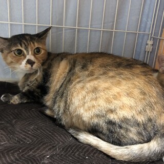 お茶目で可愛い三毛猫のココちゃん！
